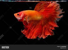 These durable and trendy orange betta on the site are. Light Red Betta Fish Image Photo Free Trial Bigstock