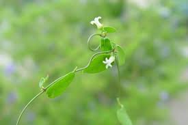 Image result for Cycnium filicalyx