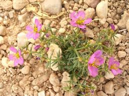 Image result for Fagonia isotricha