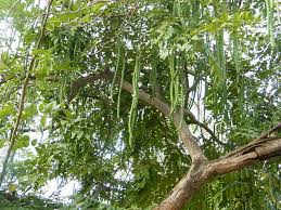 Image result for Cassia sieberiana