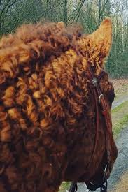 $3,500 show stopping bashkir curly, 15 yo. 320 Curly Haired Horses Ideas In 2021 Horses Curly Horse Horse Breeds