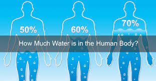 It is important that throughout the course of the day you. How Much Water Is In The Human Body Nepalbuzz