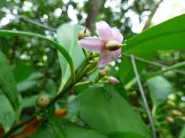 Image result for Ardisia staudtii