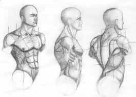 Origins, insertions, and actions of the muscles in the head 18 terms. Muscles Of The Torso Rachel Carter