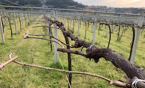 Image result for pruning grapes on a pergola