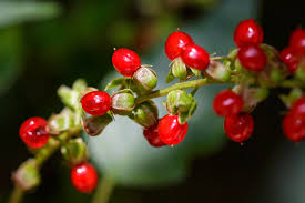 Image result for Rivina humilis