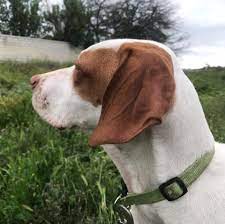 Find a nylabone chew, treat, or toy for your german shorthaired pointer or large dog by using our custom product finder! English Pointer German Shorthaired Pointer Home Facebook