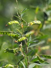 Image result for Cajanus cajan