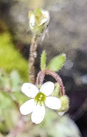 Image result for Tridactyle tridactylites