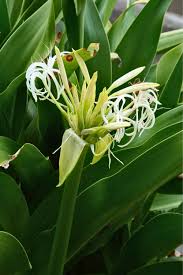 Image result for Crinum asiaticum
