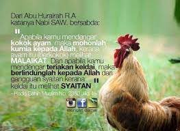 Makna dan mitos dari ayam berkokok di malam hari jangan lupa like komen dan sibscribe terimakasih sobat salam manis. Ayam Berkokok Tengah Malam Nampak Malaikat Uito