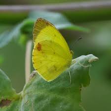 Image result for Mimosa Yellow 1990 Tracer