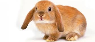 Pet wellness plans, sometimes called a preventative pet care plan or routine pet care coverage, may be optional on your pet insurance policy. Services Toronto Bunny Visits Toronto Pet Sitters