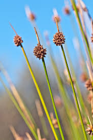 Image result for Ficinia