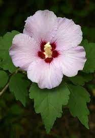 Rose Of Sharon Althea Officinalis Flower Essence Rose Of Sharon Flower Essences Grape Plant