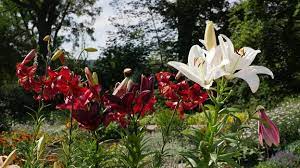 Die stolze lilie ist eine sehr beliebte blume. Lilien Pflanzen Pflegen Und Vermehren Mdr De