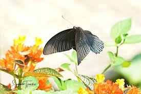 Papilio memnon memnon is one of butterflies that has a specific host plant to lay eggs and for its larval growth, one of the host plants is a citrus. Great Mormon Butterfly Papilio Memnon Agenor By Sugian1212 Jungledragon
