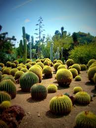 Cactus By Nomadlovebird Cactus Cactus Plants Plants