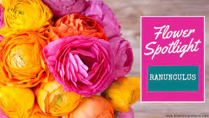Flower Spotlight Ranunculus