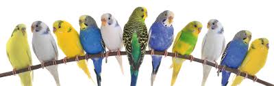 Maybe you would like to learn more about one of these? Naturell Landhandel Der Richtige Kafig Fur Die Wellensittiche