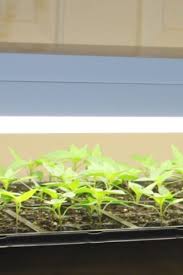 This post about led grow light myths will save you time and money. How To Start Seeds With Fluorescent Shop Lights Indoors With Ease