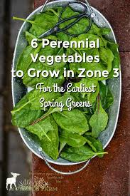 Even if you only have a few of these vegetables in your landscape, you will be glad you chose them. 6 Perennial Vegetables To Grow In Zone 3 For The Earliest Spring Greens Joybilee Farm Diy Herbs Gardening