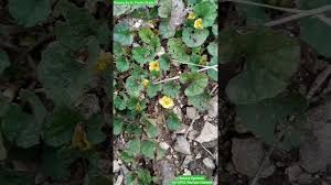 Image result for Merremia palmata