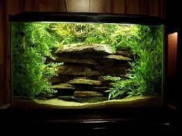 29 gallons planted tank mostly live plants and fish 29 gall chichlid tank akvaryumlar akvaryum balik