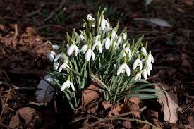 Check spelling or type a new query. Early Spring Flowers Free Stock Photos Rgbstock Free Stock Images Micromoth February 25 2015 5