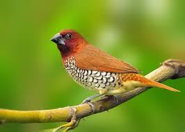 Spotted Bird With Red Patch On Back Of Head The Scaly Breasted Munia Or Spotted Munia Known In The Pet Trade As Nutmeg Mannikin Or Spice Finch Is A Sparrow Sized Estrildi Pet Birds Beautiful Birds Pets