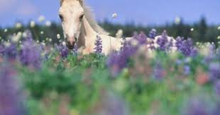 صور الخيل احلي صور وخلفيات فرس عربي اصيل ميكساتك Horses Horse Flowers Pretty Horses