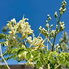 Image result for Moringa