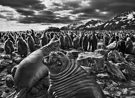 Последние твиты от sebastião salgado (@sebastiao_art). Sebastiao Salgado Genesis If World Design Guide