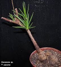 Image result for Secamone