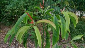 Image result for Garcinia acutifolia