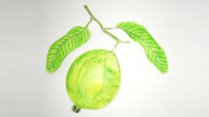 How To Draw Pencil Coloring Guava Step By Step Easy Way Youtube Quicksketch lets you create beautiful pencil and ink sketches from your photos. how to draw pencil coloring guava step by step easy way