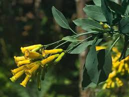 Image result for Nicotiana glauca