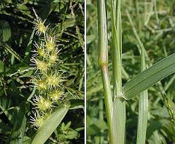 Image result for Cenchrus