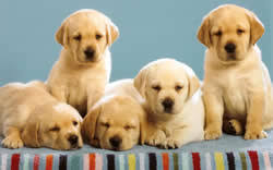 Explore 82 listings for registered lab puppies for sale at best prices. Castlerock Kennels Breeding Top Quality Labrador Retrievers For Over 20 Years