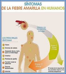 Algunos de los signos y síntomas son: Sintomas De La Fiebre Amarilla Fiebre Amarilla Fiebre Fiebre Tifoidea