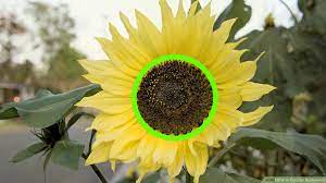It seems to be a very simple question, most of my buddies at the office just say they set their irrigation timers and let them go. How To Care For Sunflowers 15 Steps With Pictures Wikihow