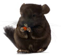 Food commercial foods, made especially for chinchillas and produced in pellet form, are available food should be available at all times. Chinchilla Food Treats Diet Nutrition