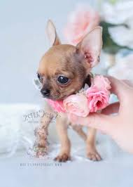 We are located in florida, near tampa, orlando, jacksonville, gainesville and daytona. Chihuahua Puppies For Sale Florida Petsidi