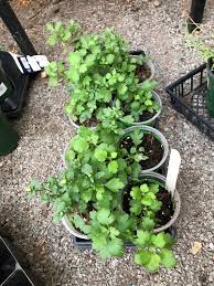 Margaret Terwilliger