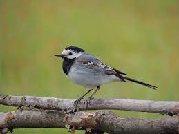 Picture Bird