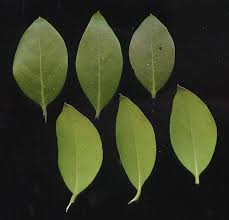 Image result for Olea capensis