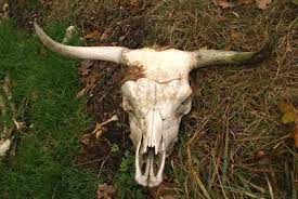 How To Clean Cow Skulls Cow Skull Art Painted Cow Skulls Cow Skull Decor