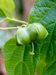 Image result for Telfairia pedata