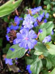 Image result for Ceratostigma willmottianum