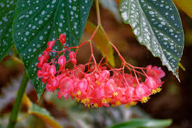 Image result for Begonia gentilii